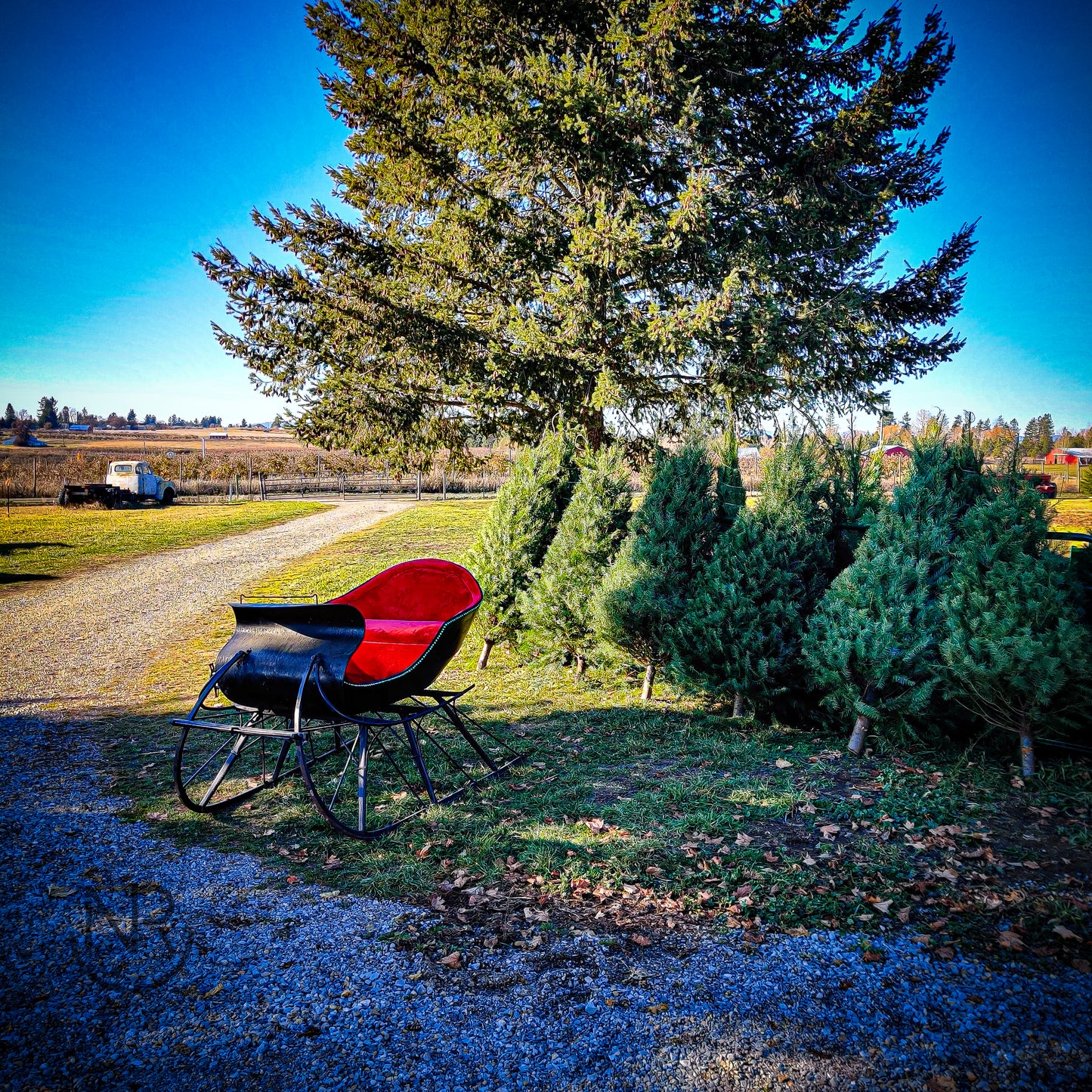 Precut Christmas Trees