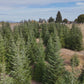 Precut Christmas Trees