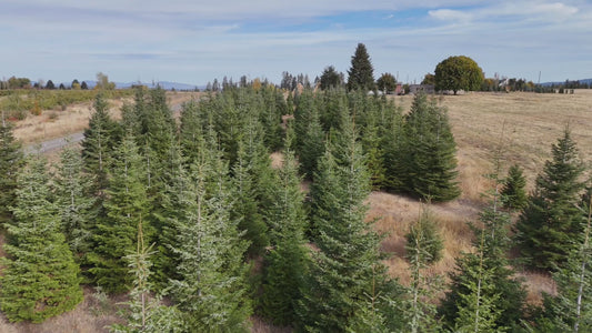 Precut Christmas Trees